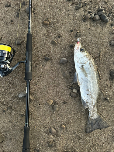 セイゴ（ヒラスズキ）の釣果