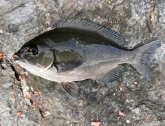 オナガグレの釣果