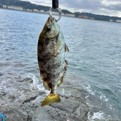 アイゴの釣果