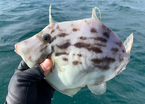 カワハギの釣果