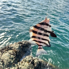 サンバソウの釣果