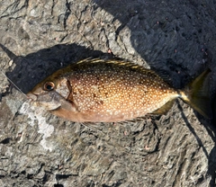 アイゴの釣果