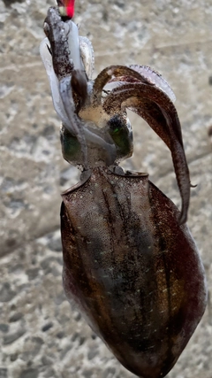 ミズイカの釣果