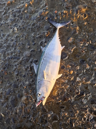 ソウダガツオの釣果