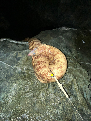 ウツボの釣果