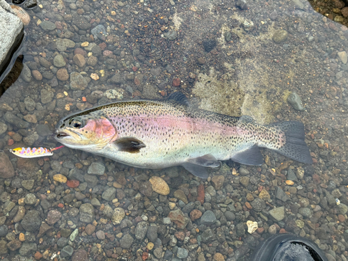 ニジマスの釣果