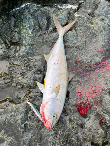 ヒラマサの釣果