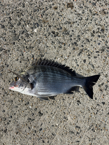 メイタの釣果