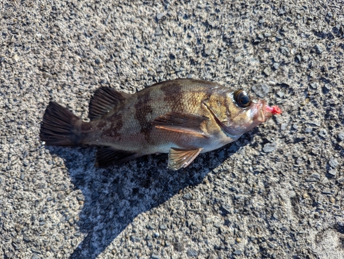 シロメバルの釣果