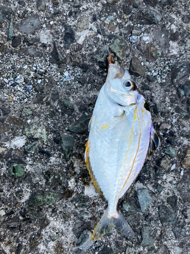 タカノハダイの釣果