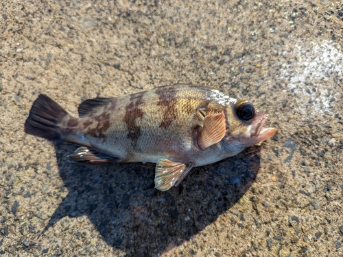 シロメバルの釣果