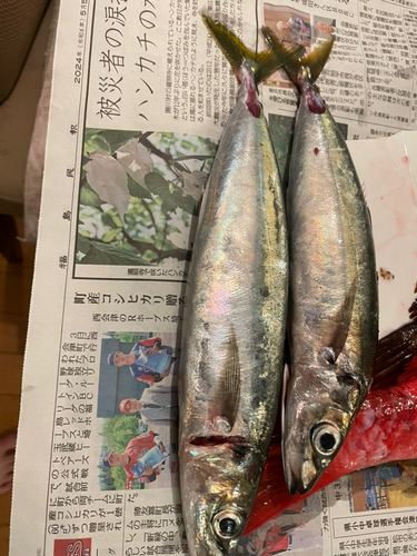 ムロアジの釣果