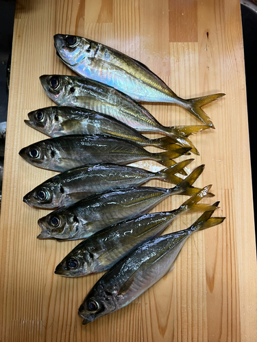 アジの釣果