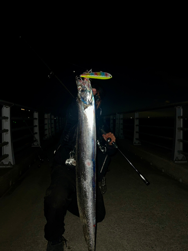 タチウオの釣果