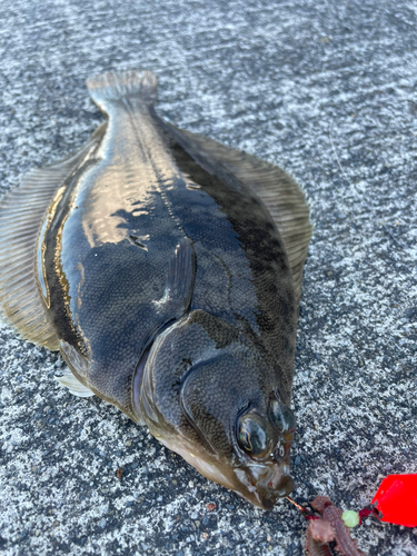 カレイの釣果