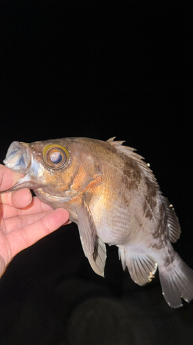 三陸海岸（岩手）