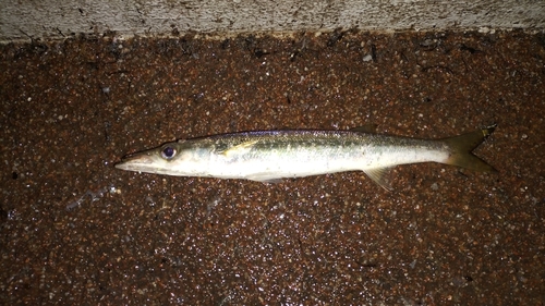 カマスの釣果