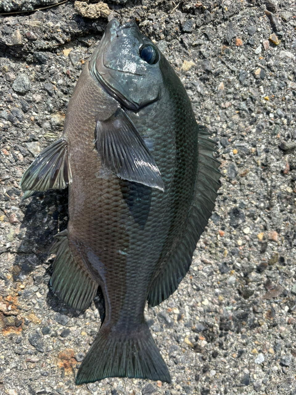 クチブトグレ