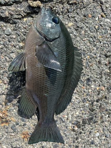 クチブトグレの釣果