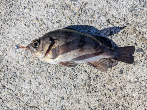 シロメバルの釣果