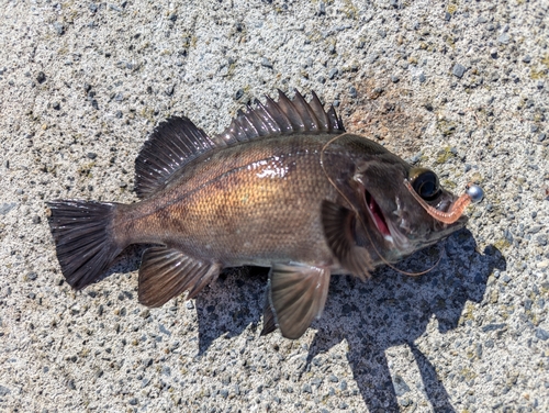 アカメバルの釣果