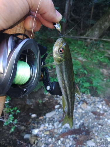 カワムツの釣果