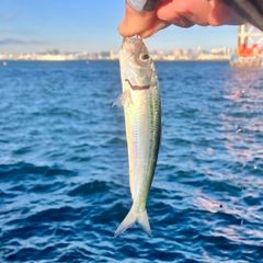 マイワシの釣果