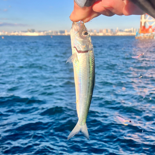 若洲海浜公園海釣り施設