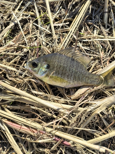 ブルーギルの釣果