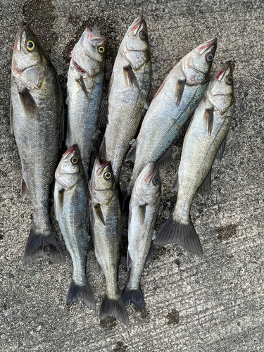 シーバスの釣果