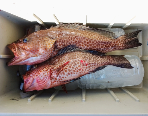 オオモンハタの釣果