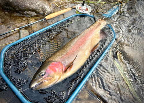 ニジマスの釣果