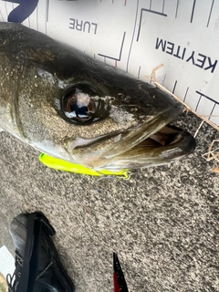 シーバスの釣果