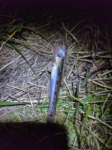 マハゼの釣果