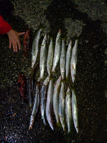 イケカツオの釣果