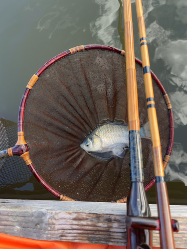 ヘラブナの釣果