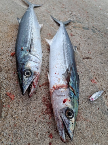 サゴシの釣果