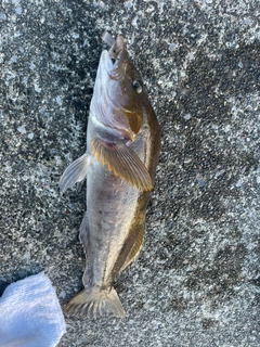 アイナメの釣果