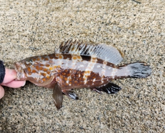 キジハタの釣果