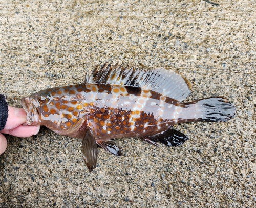 キジハタの釣果