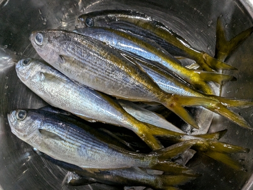 タカベの釣果