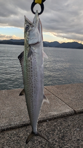 サゴシの釣果