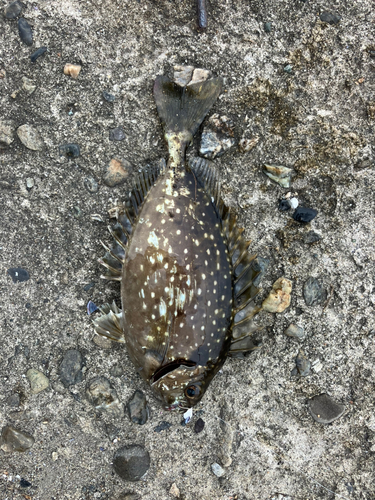 アイゴの釣果