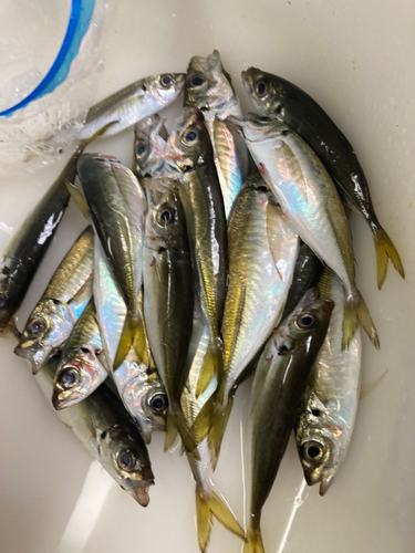 アジの釣果