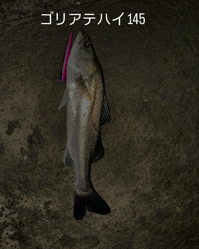 セイゴ（タイリクスズキ）の釣果