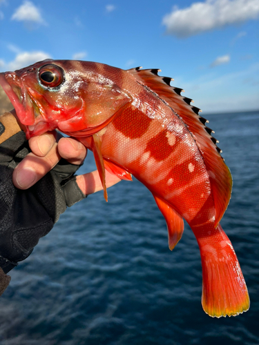 アカハタの釣果