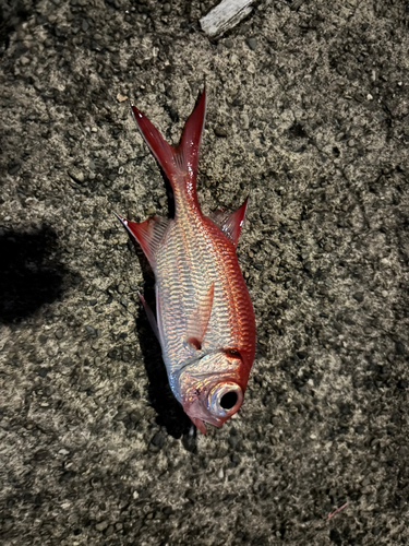 アカマツカサの釣果