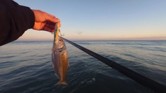 コノシロの釣果