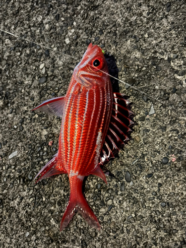 アヤメエビスの釣果