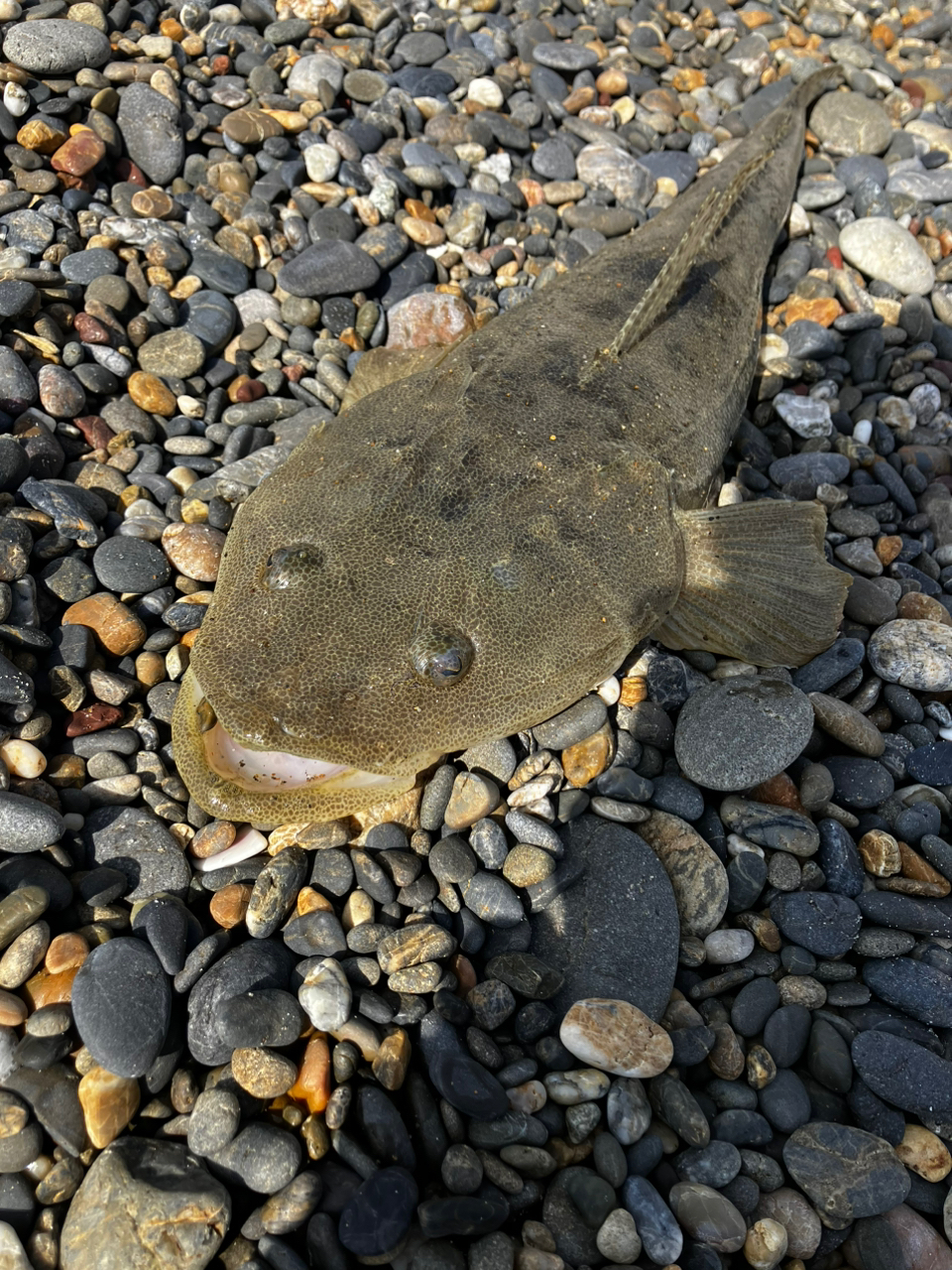 マゴチ